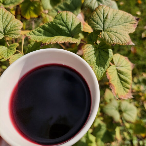 Eine weiße Tasse, gefüllt mit dunkelrotem Bio-Johannisbeersaftkonzentrat (350 ml), wird vor grüne Blätter mit braunen Rändern gehalten, was den Eindruck von durchscheinendem Sonnenlicht vermittelt und den lebendigen Kontrast zwischen Tasse und Flüssigkeit hervorhebt.